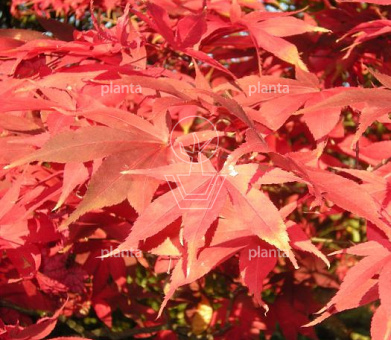 Acer palmatum 'Osakazuki'