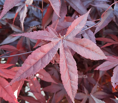 Acer palmatum 'Red Emperor'
