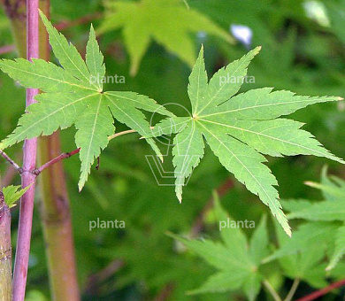 Acer palmatum 'Sangokaku'