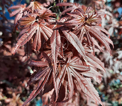 Acer palmatum 'Skeeter's Broom'