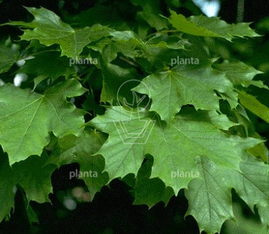 Acer platanoides 'Columnare'