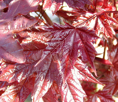 Acer platanoides 'Crimson Sentry'