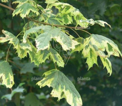 Acer plat. 'Drummondii'