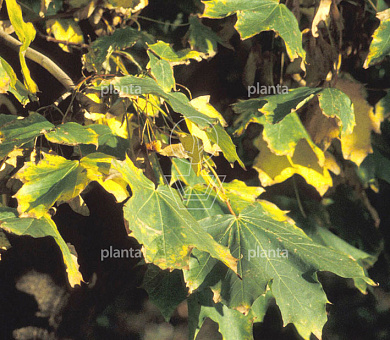 Acer platanoides 'Emerald Queen'