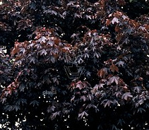 Acer platanoides 'Royal Red'