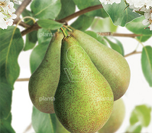 Pyrus communis 'Saint Rémy'