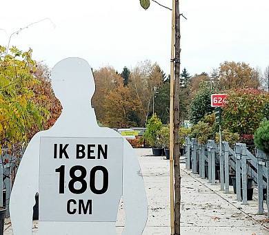 stam 180 cm hoog, in pot