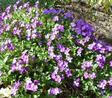 Aubrieta 'Cascade Blue'