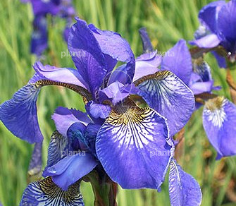 Iris sibirica 'Perry's Blue'