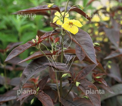 Lysimachia ciliata 'Firecracker'
