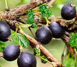 Ribes 'Jostaberry'