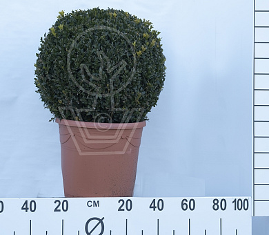 bol, diameter minimaal 40 cm, in pot