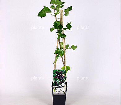 50 tot 60 cm hoog, pot 2 liter