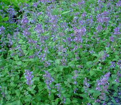 Nepeta 'Kit Cat'