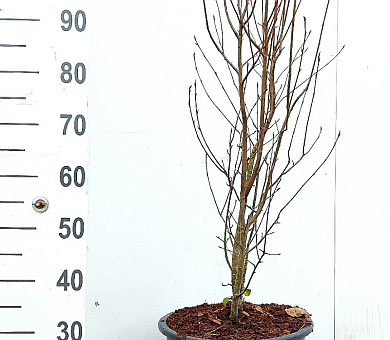 100 tot 125 cm hoog, pot 20 liter