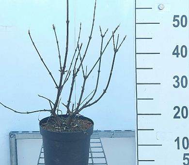 40 tot 50 cm hoog, pot 3 liter