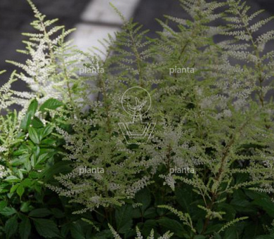 Astilbe japonica Washington