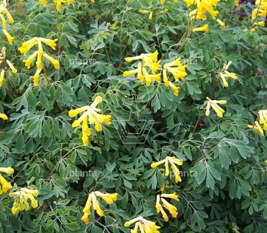 Corydalis lutea