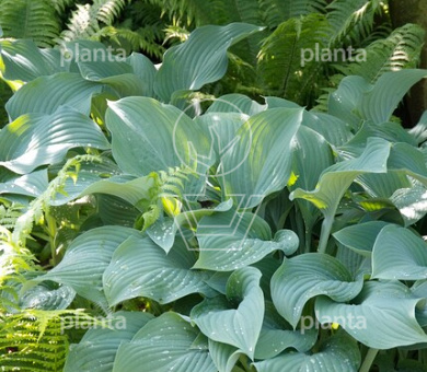 Hosta nigrescens 'Krossa Regal'