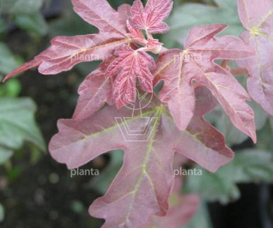 Acer campestre 'Red Shine'