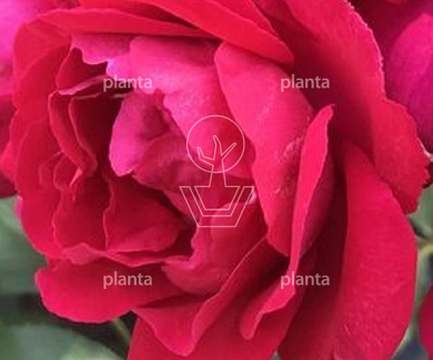 Rosa (K) 'Blaze Superior'