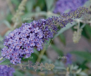 Buddleja davidii Buzz 'Blue Sky'