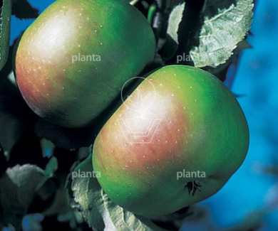 Malus domestica 'Bramley's Seedling'