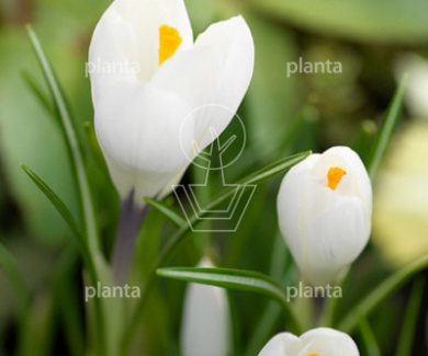 Crocus 'Jeanne d´Arc'