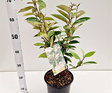 50 tot 60 cm hoog, pot 5 liter