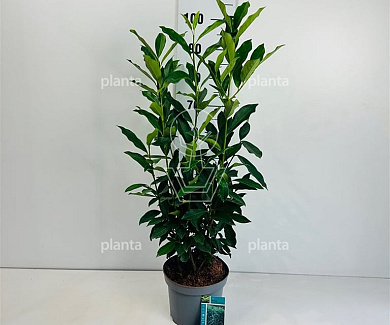  50- 60, C5         