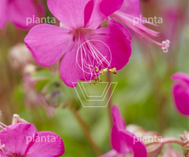 Geranium cantabrigiense 'Intense'