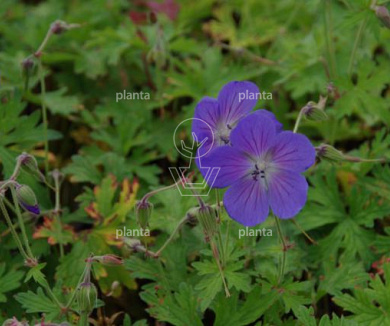 Geranium himalayense 'Baby Blue'