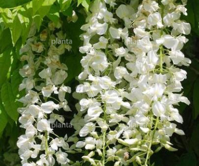 80 tot 100 cm hoog, pot 5 liter