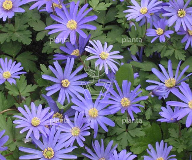 Anemone blanda