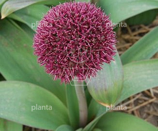 Allium 'Ostara'