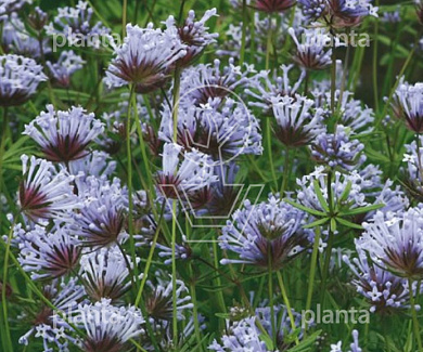Asperula Orientalis