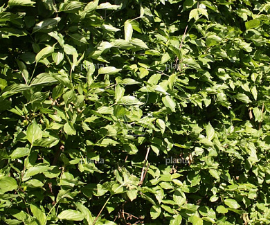 Quick Hedge HAAGELEMENT (L)100x(H)200