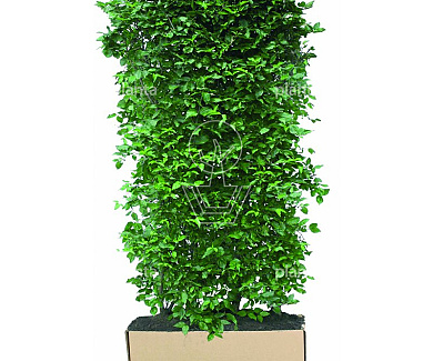 Quick Hedge HAAGELEMENT (L)100x(H)200