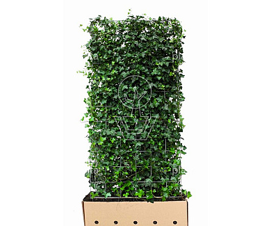 Quick Hedge Haagelement 100cm lang x 180cm hoog