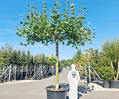 Dakboom, stamomtr 40-45cm, pot, meerjarig dak, stamh 275cm