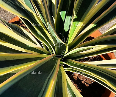 Yucca gloriosa 'Variegata'