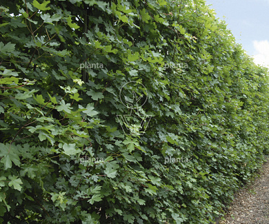 80 tot 100 cm hoog, pot 7.5 liter