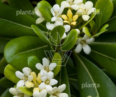 Pittosporum t. 'Nanum'