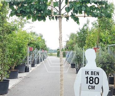 hoogstam leiboom, stamomtrek 12-14 cm, rek 150x120cm, in pot