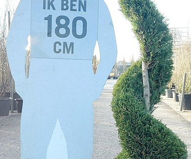 spiraal, 175 tot 200 cm hoog, in pot