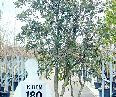 300 tot 350 cm hoog, meerstammig, in pot