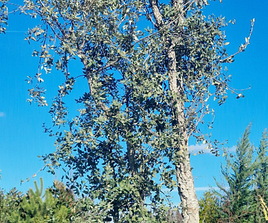 350 tot 400 cm hoog, meerstammig, in pot