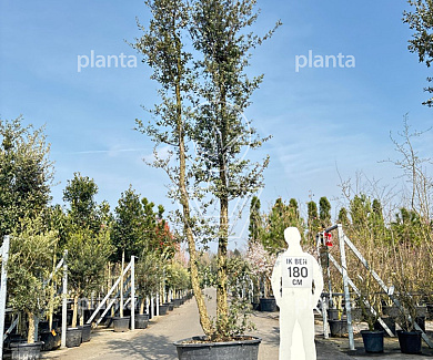 400 tot 500 cm hoog, meerstammig, in pot