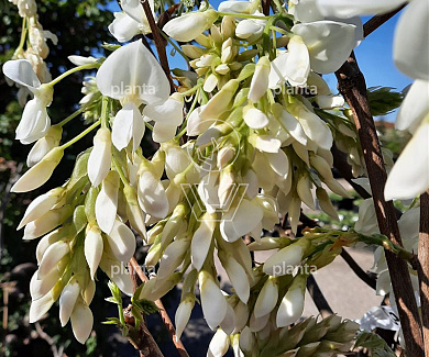 solitaire plant, 175 tot 200 cm hoog, in pot