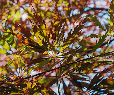 Acer palmatum 'Firecracker'